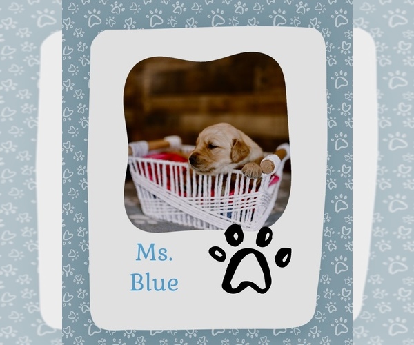 Medium Photo #6 Golden Retriever Puppy For Sale in VERONA, KY, USA
