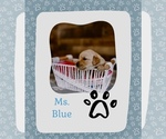 Puppy Ms Blue Golden Retriever