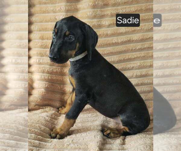 Medium Photo #8 Doberman Pinscher Puppy For Sale in POMEROY, OH, USA