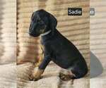 Small #7 Doberman Pinscher