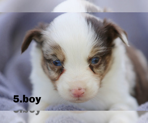 Miniature Australian Shepherd Puppy for sale in MANTACHIE, MS, USA