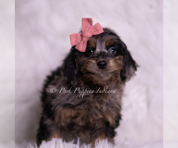 Medium Photo #2 Goldendoodle (Miniature) Puppy For Sale in WARSAW, IN, USA
