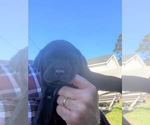 Labrador Retriever Puppy for Sale in CORDELE, Georgia USA
