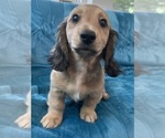 Small #3 Dachshund
