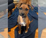 Small #2 Boxer Mix