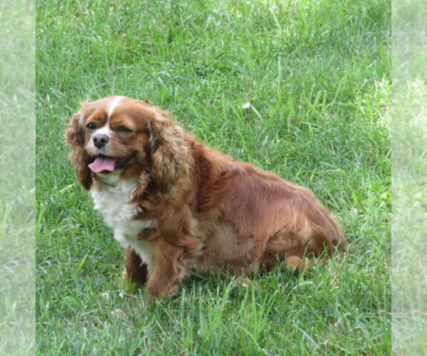 Medium Photo #1 Cavalier King Charles Spaniel Puppy For Sale in REINHOLDS, PA, USA