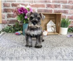 Small #4 Schnauzer (Miniature)