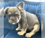 Small #24 French Bulldog