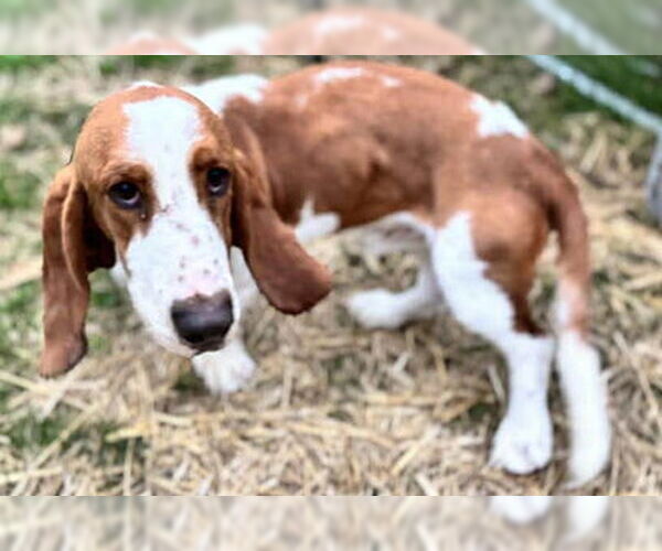 Medium Photo #4 Basset Hound Puppy For Sale in Deepwater, NJ, USA