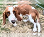 Small #3 Basset Hound