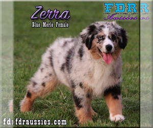 Miniature Australian Shepherd Puppy for sale in FORESTBURG, TX, USA