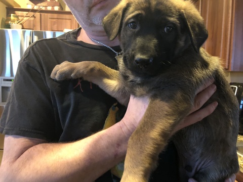 Medium Photo #1 Malinois Puppy For Sale in EAGLE POINT, OR, USA