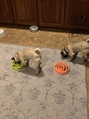 Pug Puppy for sale in TIJERAS, NM, USA
