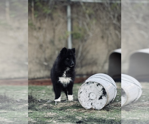 Medium Photo #3 Siberian Husky Puppy For Sale in HEMET, CA, USA