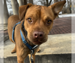 Small #28 American Pit Bull Terrier-Jack Russell Terrier Mix