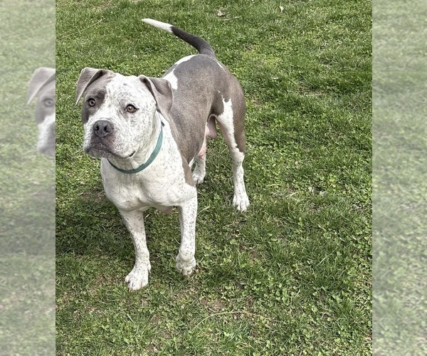 Medium Photo #1 American Bulldog Puppy For Sale in MIDDLEBURY, IN, USA