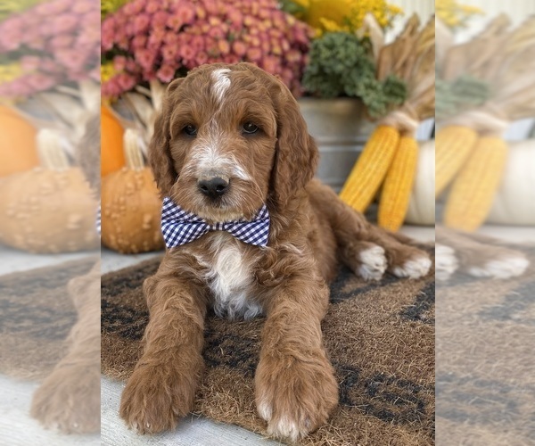 Medium Photo #12 Irish Doodle Puppy For Sale in WOOSTER, OH, USA