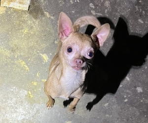 Mother of the Chihuahua puppies born on 11/28/2022