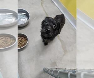 Poodle (Toy)-Unknown Mix Dogs for adoption in Temple, TX, USA