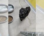 Small Poodle (Toy) Mix