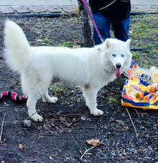 Mother of the Siberian Husky-Unknown Mix puppies born on 01/04/2018