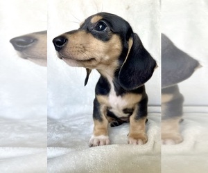 Dachshund Puppy for sale in AUGUSTA, GA, USA