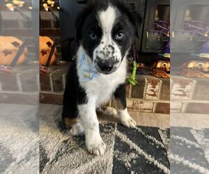 Australian Shepherd Puppy for Sale in CHESTER, South Carolina USA