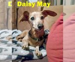 Small Photo #24 Dachshund Puppy For Sale in San Antonio, TX, USA