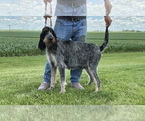 Mother of the Blue Gascony Griffon puppies born on 06/15/2026