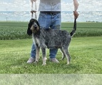 Small Photo #1 Blue Gascony Griffon Puppy For Sale in ESMOND, IL, USA