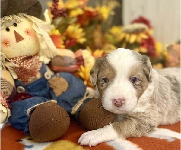 Medium Photo #5 Miniature Australian Shepherd Puppy For Sale in ANTHONY, FL, USA