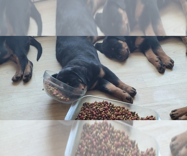 Medium Photo #11 Rottweiler Puppy For Sale in GENEVA, NY, USA