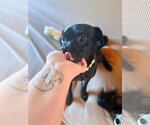 Small #1 Pug Mix