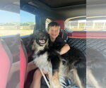 Small #3 Australian Shepherd Mix
