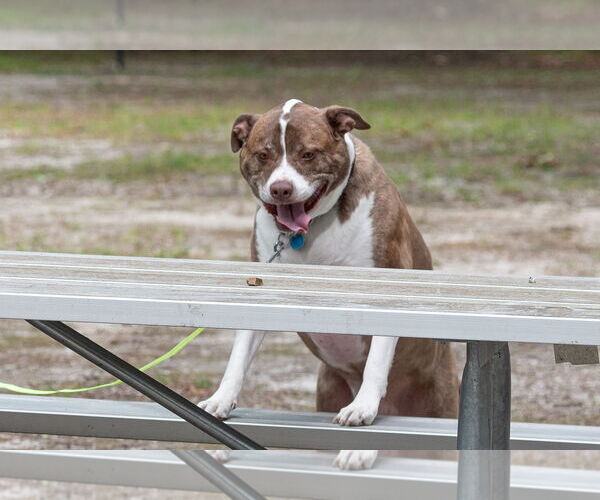 Medium Photo #14 Mutt Puppy For Sale in Woodbury, NY, USA