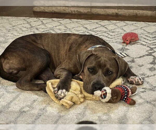 Medium Photo #2 Boxer Puppy For Sale in Cary, NC, USA