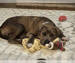 Small #1 Boxer