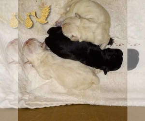 Pug Puppy for sale in BRIDGETOWN, OH, USA