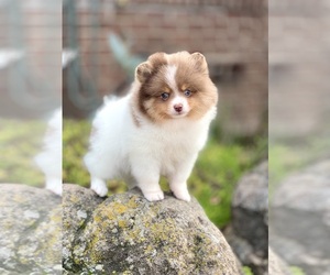 Pomeranian Puppy for sale in STKN, CA, USA