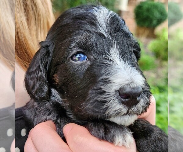 Medium Photo #7 F2 Aussiedoodle Puppy For Sale in COLUMBIA, TN, USA