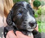 Small #6 F2 Aussiedoodle