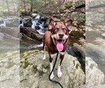Small #8 Australian Kelpie-Siberian Husky Mix