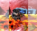 Small #7 Yorkshire Terrier