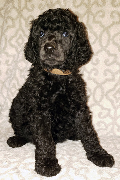 Medium Photo #1 Poodle (Standard) Puppy For Sale in SACRAMENTO, CA, USA