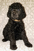 Small Photo #1 Poodle (Standard) Puppy For Sale in SACRAMENTO, CA, USA