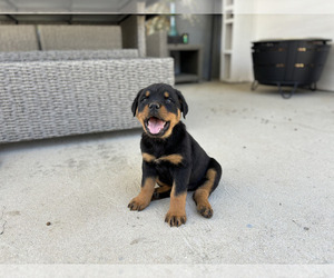 Medium Rottweiler