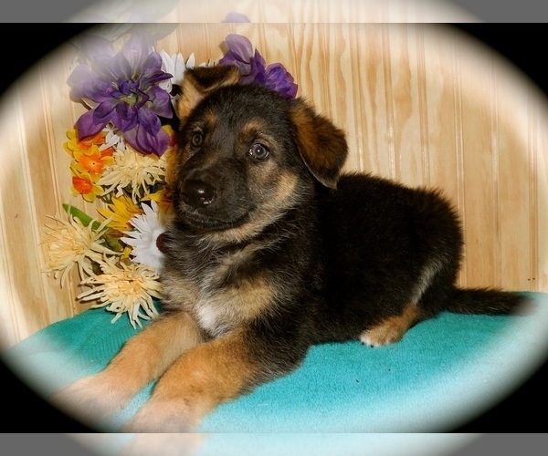Medium Photo #1 German Shepherd Dog Puppy For Sale in PALOS HILLS, IL, USA