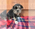 Small Photo #1 Puggle Puppy For Sale in GOSHEN, IN, USA