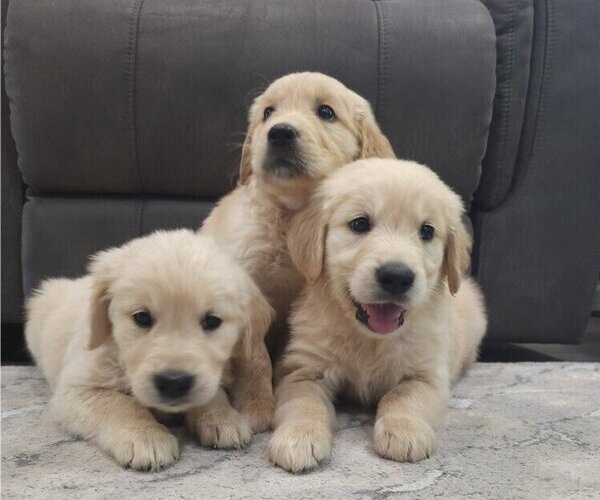 Medium Photo #2 English Cream Golden Retriever Puppy For Sale in SACRAMENTO, CA, USA