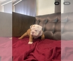 Small #6 English Bulldog